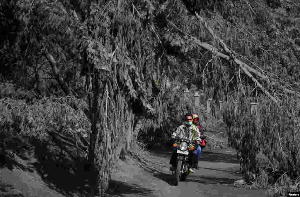 Villagers ride a motorcycles passing trees covered with volcanic ash of Mount Bromo during eruption at Ngadisari village in Probolinggo, Indonesia, in this photo taken by Antara Foto.