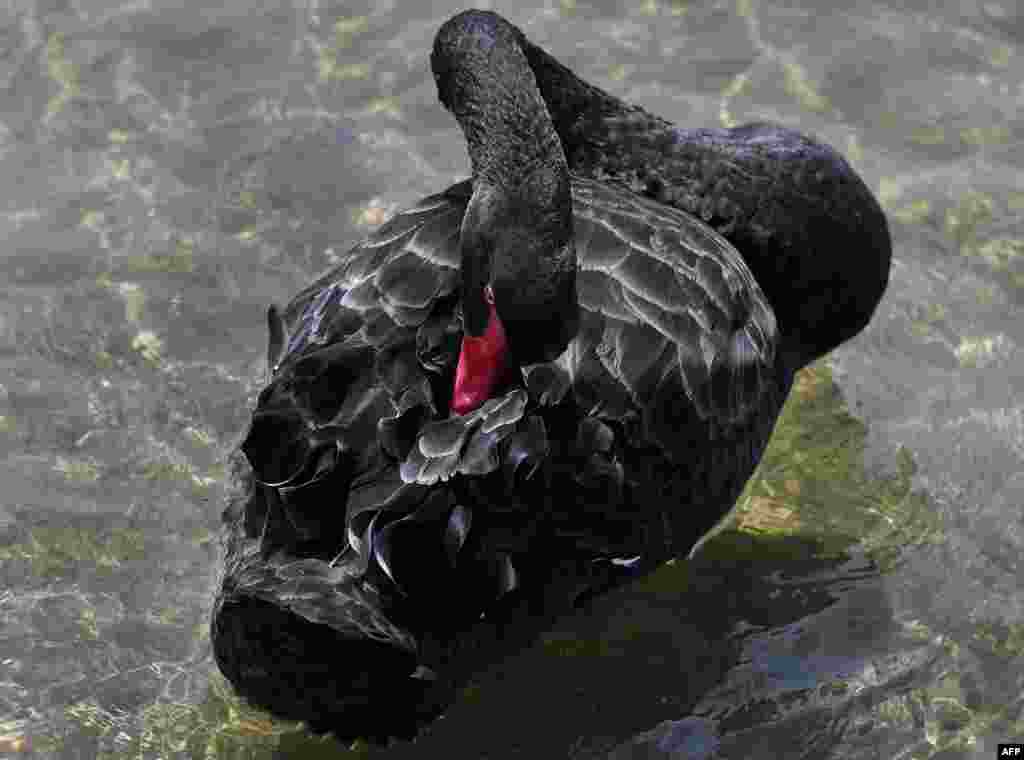 A swan preens its feathers at Melbourne&#39;s Port Phillip Bay, Australia.