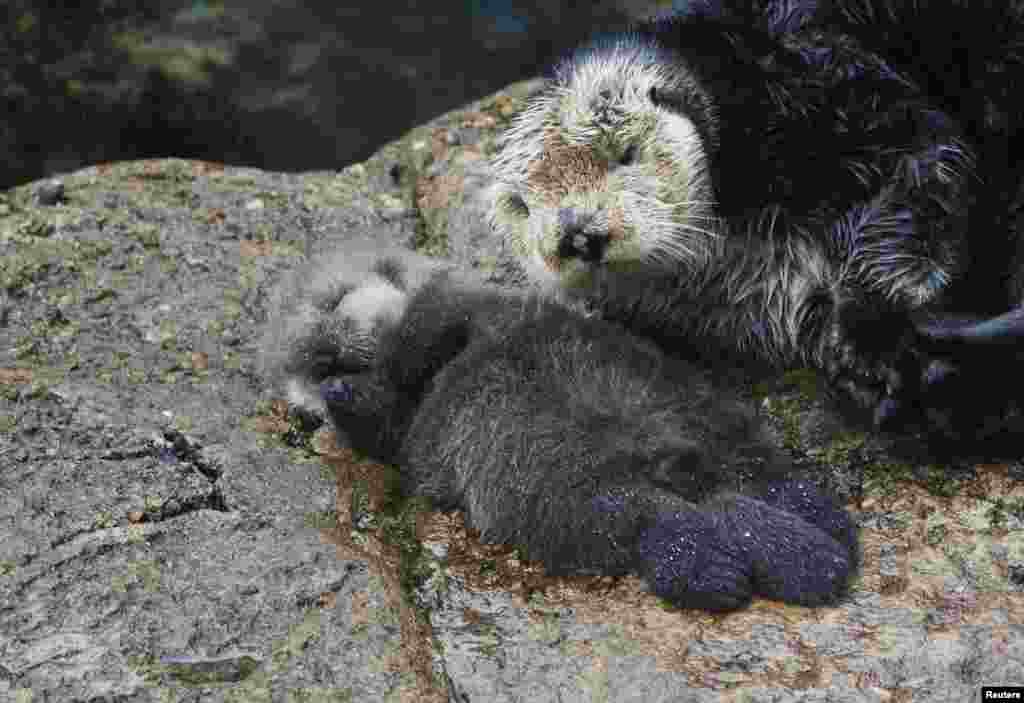 A one-day-old wild sea otter pup lies with its mother inside the Great Tide Pool at the Monterey Bay Aquarium in California, Dec. 21, 2015.