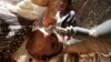 FILE - A girl drinks water from a faucet amid an acute shortage of clean drinking water in Sanaa, Yemen, April 24, 2015. Millions of people worldwide do not have access to safe water, but new technology could filter contaminants from water faster and more cheaply than current methods.