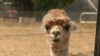 Australians Save Sanctuary Animals from Raging Bushfires