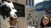 South Korean animal rights activists stage a campaign against import of U.S. beef in front of the government complex in Seoul, South Korea, May 2, 2012.