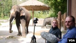 Angela Stoeger and Daniel Mietchen record Koshik's vocalizations at the Everland Zoo in South Korea. (Credit: Current Biology, Stoeger et al.)