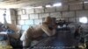 FILE - This file picture released on July 13, 2015 by the Rased News Network, a Facebook page affiliated with Islamic State militants, shows an Islamic State militant sniper in position during a battle against Syrian government forces, in Deir el-Zour province, Syria.