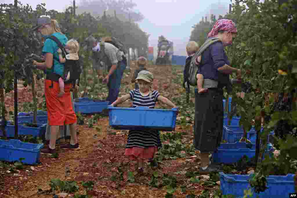 Evangelist Christian volunteers harvest Merlot wine grapes, Sept. 23, 2020, for the Israeli family-run Tura Winery, in the estate's vineyards located at the occupied West Bank Har Bracha settlement.
