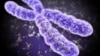 Chromosome