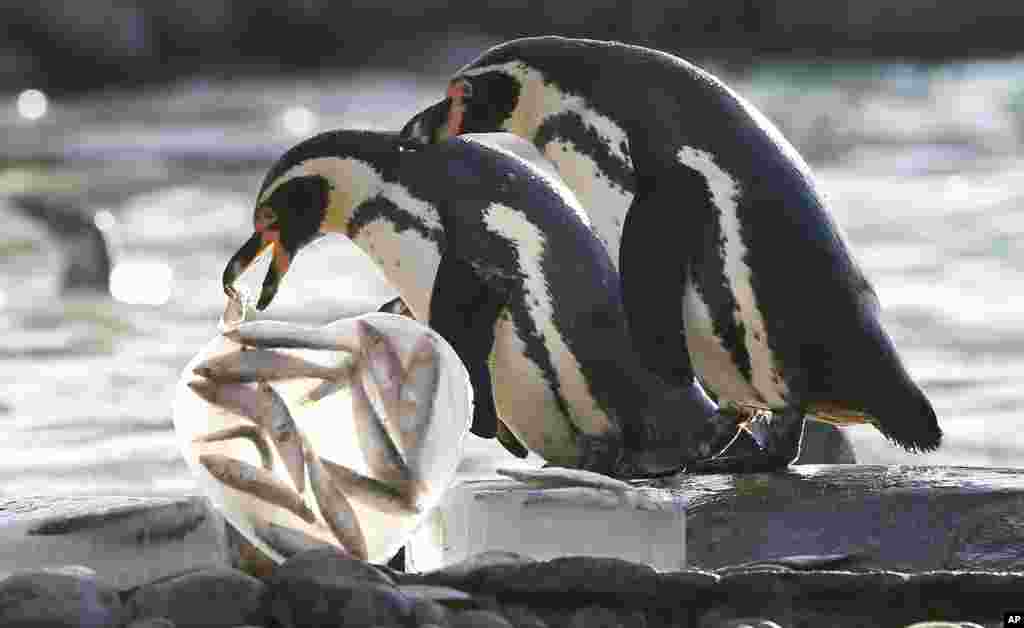 Penguins at the London Zoo are given their breakfast in special heart-shaped ice blocks as a fun way of celebrating Valentines’ Day, and to highlight the start of penguin breeding season.