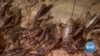 Original, Barbecue, Tom Yam Flavors for Your Favorite Insect Snacks