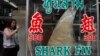 A woman takes a photograph of a dried shark fin on display at a restaurant in Bangkok, host city of the CITES meeting, March 5, 2013.