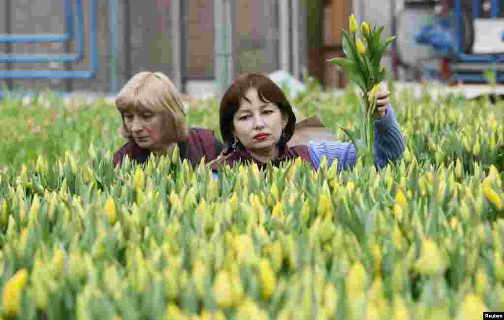 Employees harvest tulips to create bouquets during preparations for the upcoming International Women&#39;s Day, March 8, at a municipal greenhouse in the Siberian city of Krasnoyarsk, Russia.