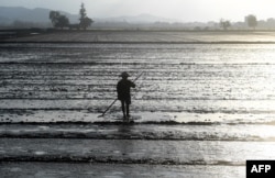 FILE - A farmer works in a rice field on the outskirts of the central Vientamese city of Hue, Jan. 17, 2018.