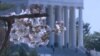 Црешите расцутеа во Вашингтон...уживајте!