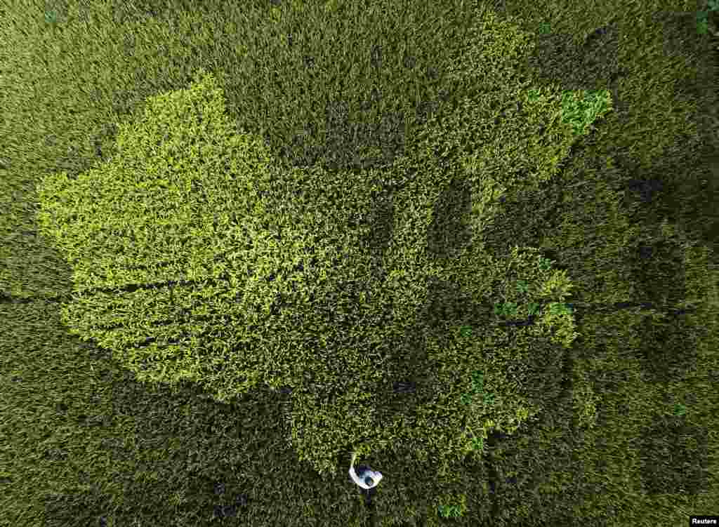 An aerial view shows rice plants in the shape of the map of China in a paddy field in Zhonghong village, on the outskirts of Shanghai, China, Oct. 13, 2015.