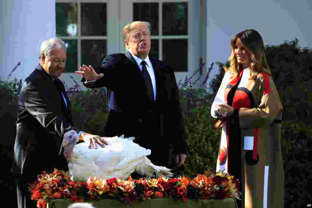 U.S. President Donald Trump with first lady Melania Trump gives "Peas," one of the National Thanksgiving turkeys, an absolute pardon during a ceremony in the Rose Garden of the White House, in Washington.