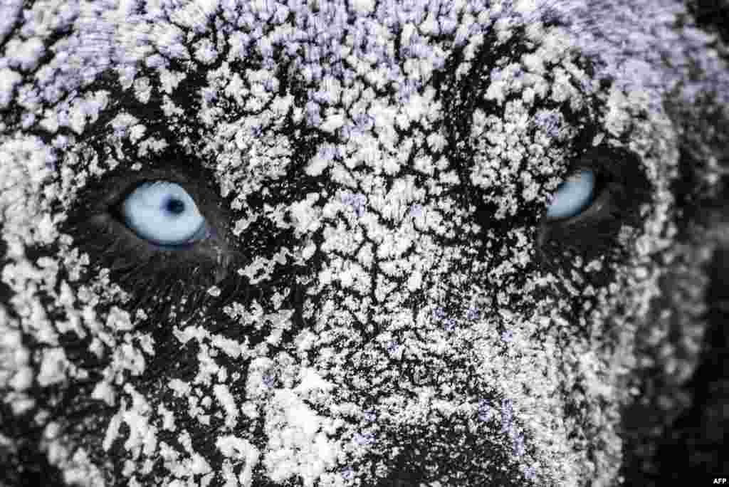 A sledding dog is covered in ice after spending the night in the open air with his musher at the polar base of Val-Cenis, as they ready for the next stage of the 12th edition of &quot;La Grande Odyssee&quot; sledding race across the Alps in Val Cenis Lanslevillard, France.