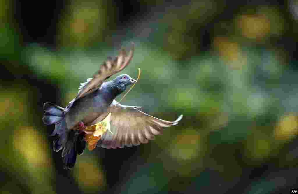 A dove carries a leaf in Ravensburg, southern Germany.