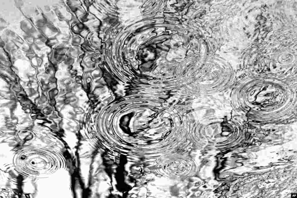 Raindrops and trees are reflected in a puddle in Chicago, Illinois, USA.