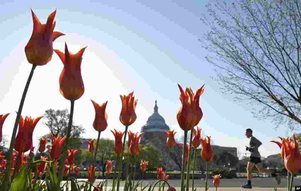 A jogger passes a patch of blooming tulips on Capitol Hill in Washington, D.C.