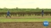 Drought-Tolerant Maize to Help Zimbabwe Weather Climate Change