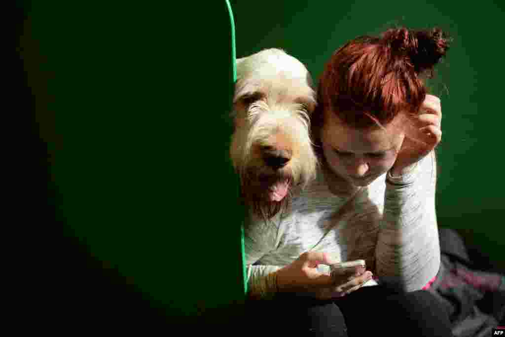 A woman uses a mobile phone next to an Italian Spinone dog on the second day of the Crufts dog show at the National Exhibition Center in Birmingham, central England.
