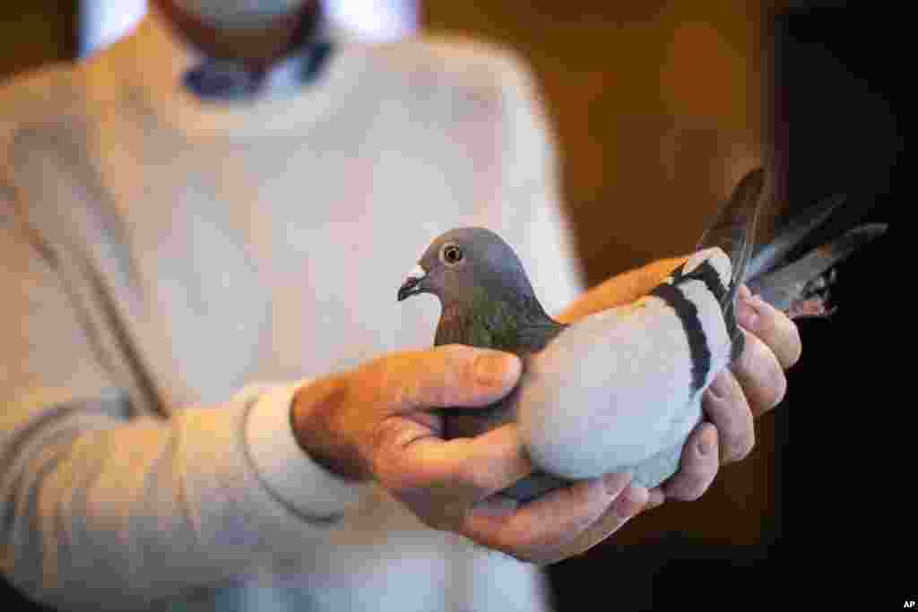 Carlo Gyselbrecht, co-owner of Pipa, a Belgian auction house for racing pigeons, shows a two-year old female pigeon named New Kim after an auction in Knesselare, Belgium.&nbsp;A pigeon racing fan has paid a world record 1.6 million euros for New Kim, in the once-quaint sport that seemed destined for near extinction only a few years back, people.