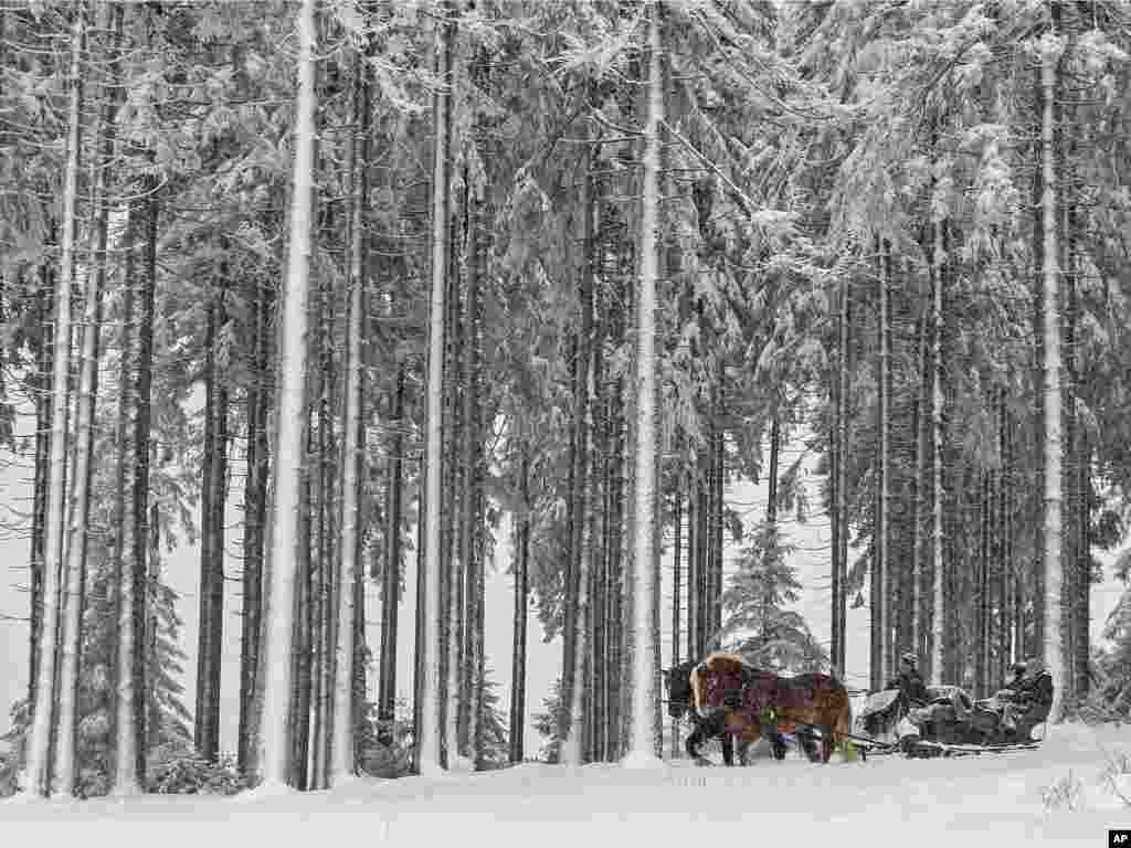 A horse-drawn carriage with tourists drives through the snow-covered Thuringian Forest during heavy snowfall in Oberhof, Germany. Weather forecasts predict winter weather and snow for the next several days in Germany.