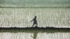 FILE - A farmer spreads fertilizer in a paddy field at Traouri village, Haryana state, India.