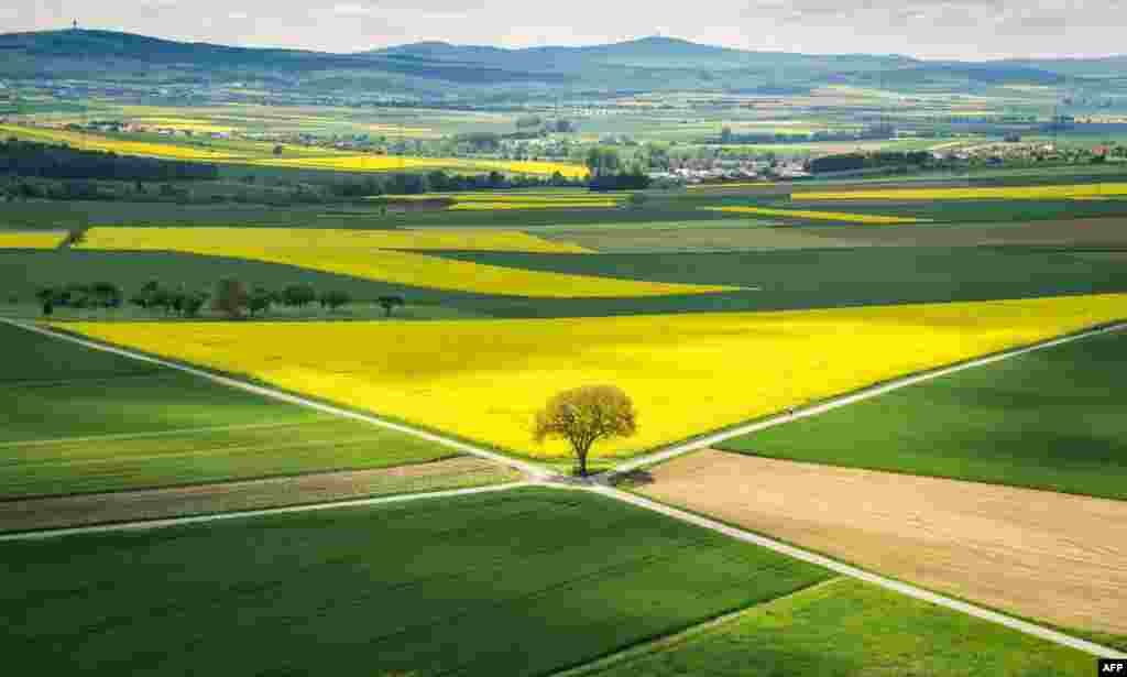 Matahari menyinari bunga rapa (rapeseed) di perkebunan di Muenzenberg dekat Frankfurt, Jerman.