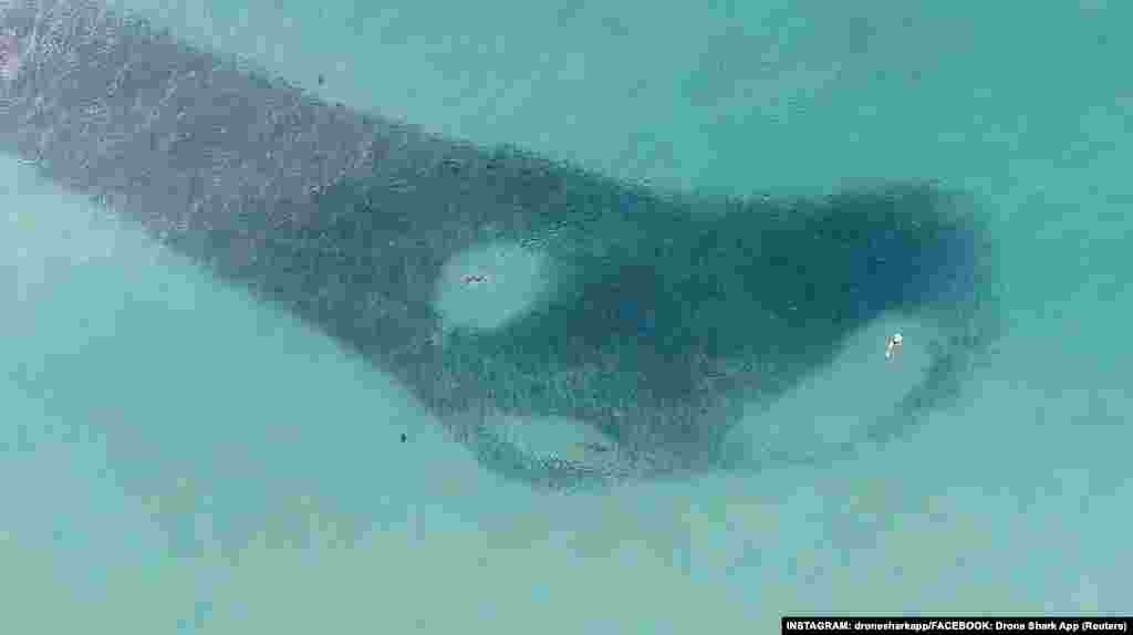 People and a shark swim through a school of salmon at Sydney&#39;s Bondi Beach in Australia, in this still image from a drone video obtained from social media.
