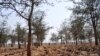 Infestation Threatens Zambia’s Maize Crop 