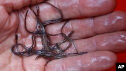 FILE - Baby eels, also known as elvers, are held in Brewer, Maine, May 25, 2017.