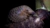 FILE - Pangolin, the world’s most trafficked mammal.