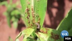 Makonye erudzi rwe armyworm