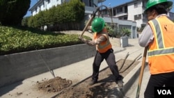 Los Angeles Conservation Corps members plant trees and maintain green spaces in the city. (M. O'Sullivan/VOA)