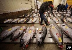 A prospective buyer inspects the quality of a fresh tuna before the first auction of the year at Tsukiji fish market in Tokyo, Jan. 5, 2018.