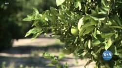 Якої шкоди пандемія завдала американським фермерам? Відео