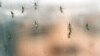 US to Run Out of Vaccine for Yellow Fever by Mid-2017
