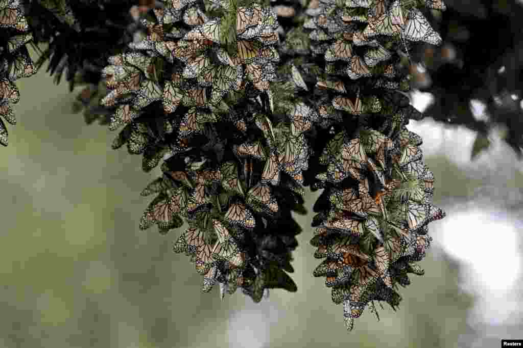 Monarch butterflies rest on a pine tree in Angangueo, Mexico. Thousands of striking orange and black monarch butterflies began arriving to their winter home in central Mexico during their annual migration.