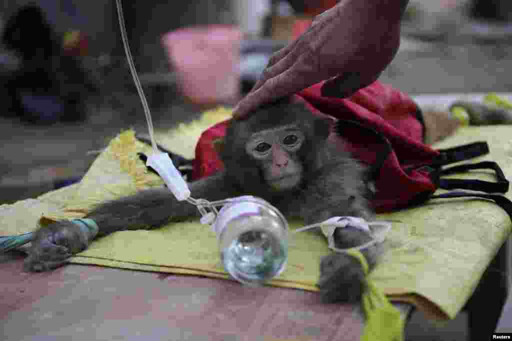 A monkey trainer touches the head of a sick monkey as it receives treatment in Wuhan, Hubei province, China.