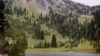 This undated photo provided by the U.S. Forest Service shows yellow-cedar trees growing along Sheep Lake east of the Cascade crest in Washington State. Adding and restoring forests is a cheap way to get substantial amounts of carbon out of the atmosphere, a new report says.
