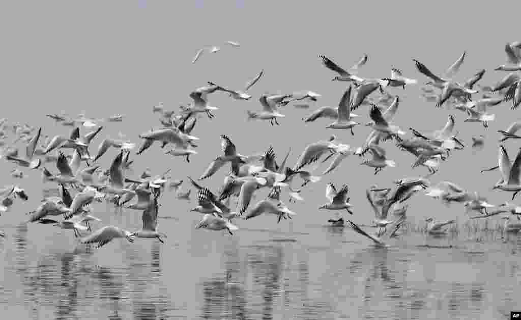 Seagulls glide over the water&#39;s surface on a foggy day at the Idroscalo artificial lake in Milan, Italy.