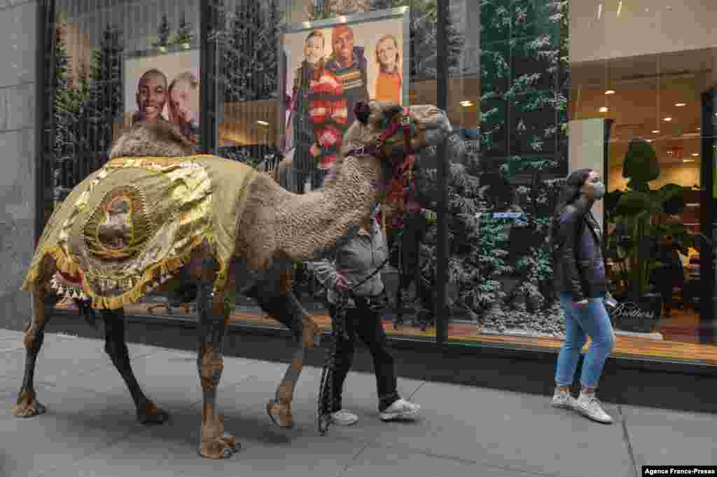 A camel is escorted down the street to the Radio City Music Hall, where camels, sheep and donkeys return for their featured role in the &ldquo;Living Nativity&rdquo; scene in the 2021 production of the &lsquo;Christmas Spectacular starring the Radio City Rockettes, in New York City.