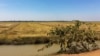 វាលស្រែ​នៅ​តាម​បណ្តោយ​ផ្លូវ​ទៅកាន់​បន្ទាយ​ទាហាន​ក្នុង​ឃុំ​ត្រាំសសរ ស្រុកស្រីស្នំ ខេត្ត​សៀមរាប។ (Julia Wallace/VOA Khmer)