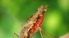 A new study from the Amazon links deforestation with an increase in malaria.