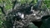 Screen grab of baby eagles from D.C. Eagle Cam project livestream, April 20, 2016. 