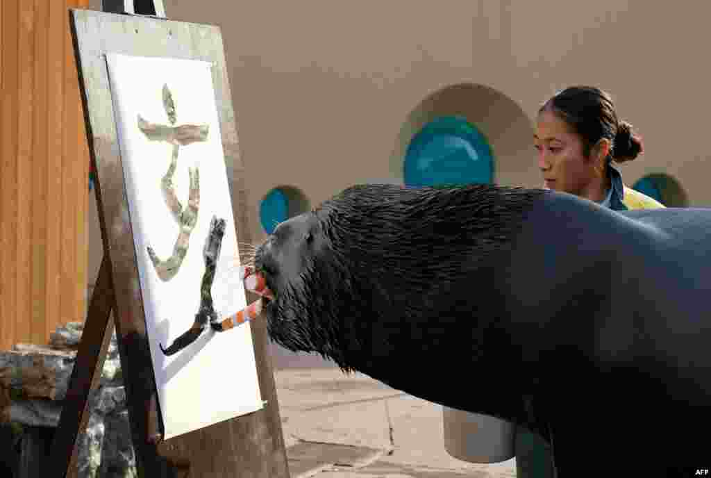 Fifteen-year-old sea lion &#39;Leo&#39; writes the Chinese characters for wild boar in preparation for the upcoming new year, at Hakkeijima Sea Paradise in Yokohama, suburban Tokyo, Japan.