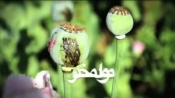Burning 15 tons of acidic substances in Herat
