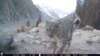 Conservation efforts leading to rise in snow leopard population in northern Pakistan (Courtesy: BWCDO)
