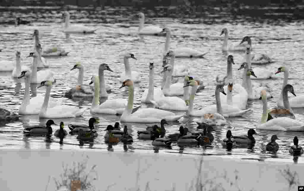 Ducks and swans are seen in a lake as temperatures drop to around -2&ordm; C ( 28&ordm; F) on the outskirts of Minsk, Belarus.