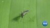 Brazilian Researchers Modernize Mosquito Traps